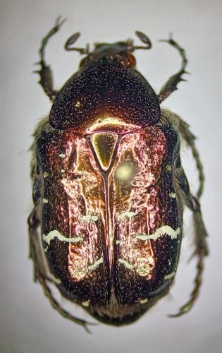 Réf. 355 057 : Cetonia aurata aurata